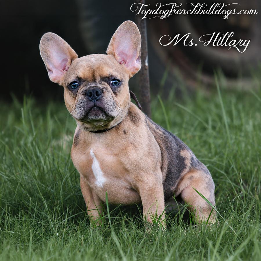 Ms Hillary is a sable merle female AKC teacup Frenchie puppy for sale by Tennessee French Bulldog breeders