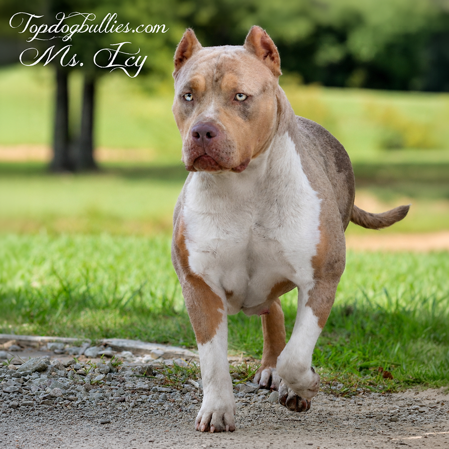Topdog Bullies Ms Icy is a lilac tri merle American Bully XL dam to the recet litter