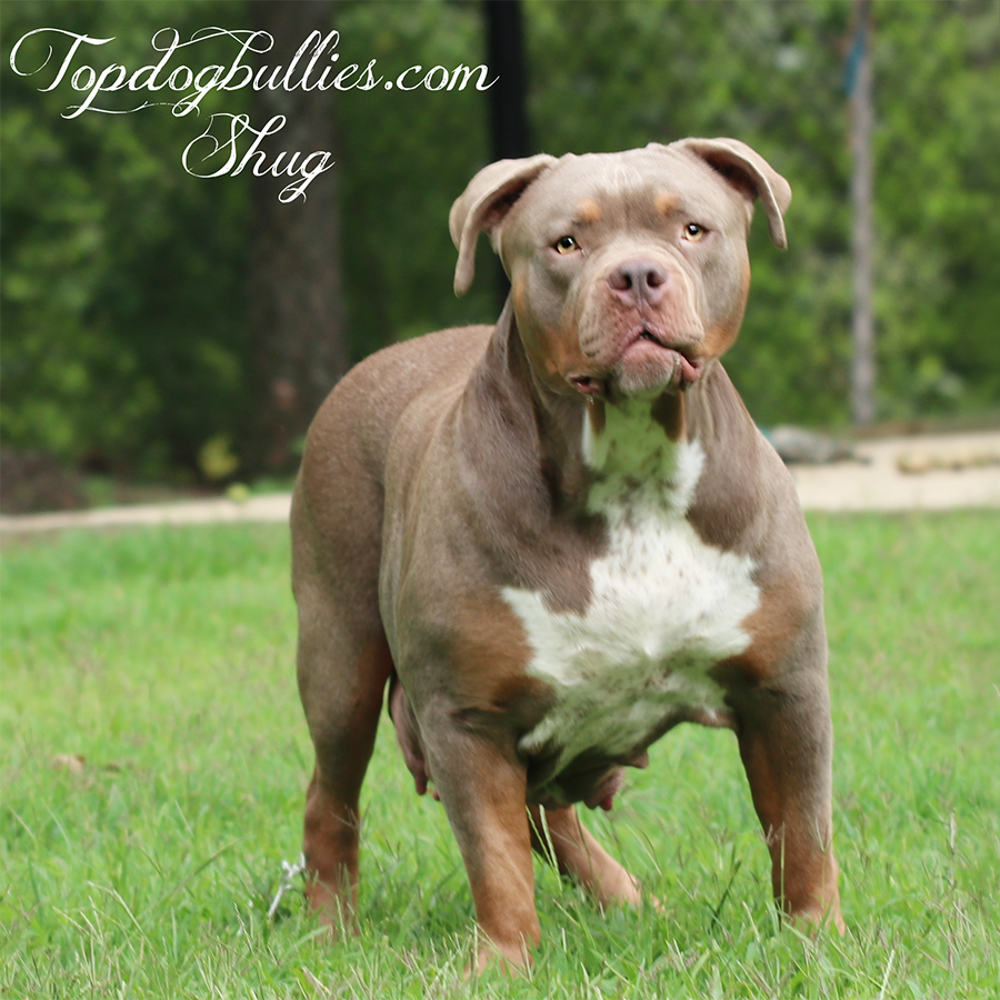 Topdog Bullies Shug is a massive lilac tri Bully female dam in Tennessee
