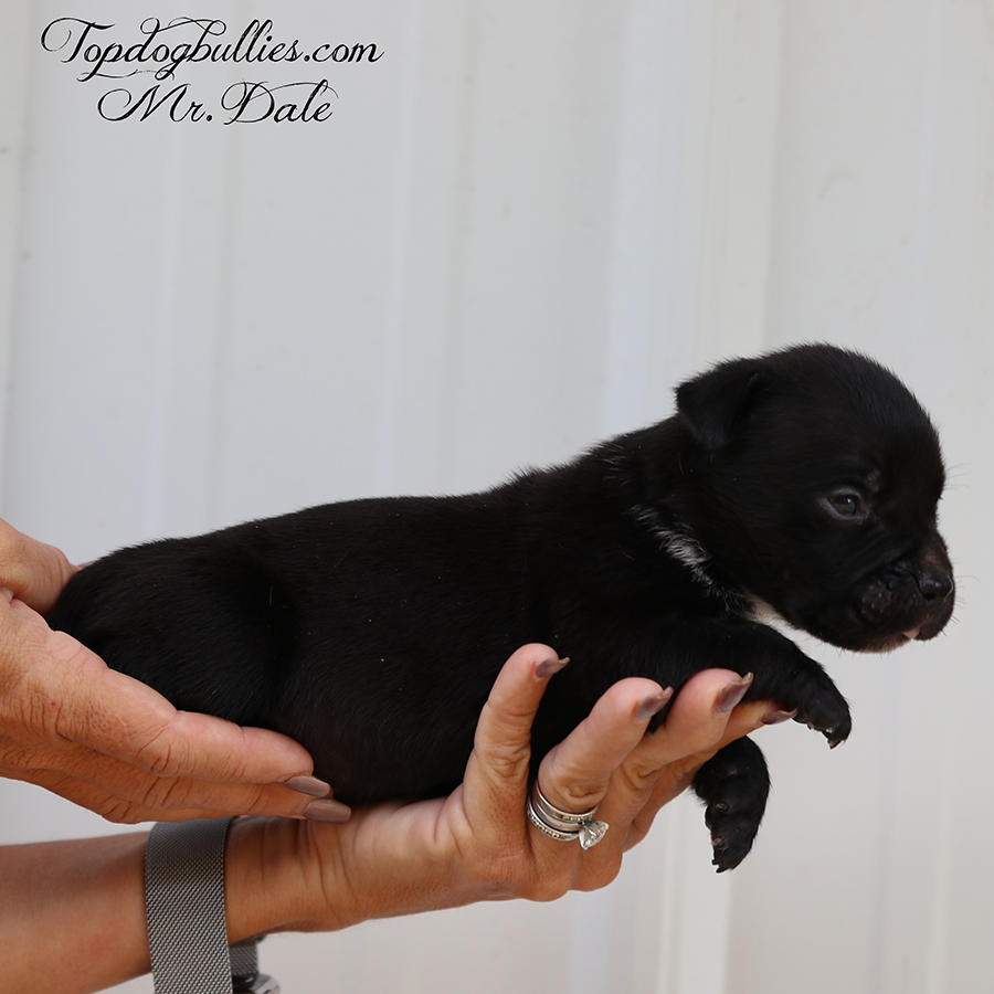 Mr Dale is a solid black XXL American Bully Pitbull Brazilian Bull for sale in Tennessee