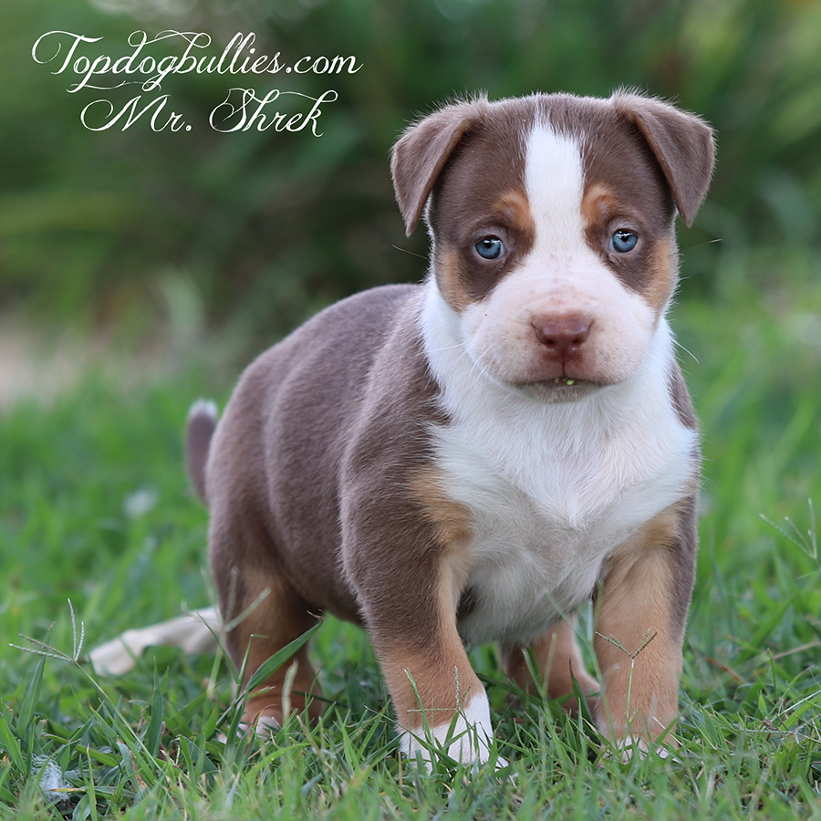 Mr Shrek is a ABKC chocolate tri XXL Bully for sale or adoption in TN