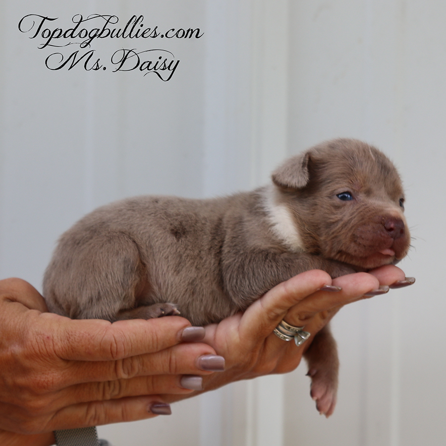 Ms Daisy is a lilac tri merle UKC ABKC American Bully Pitbull puppy for sale in Alabama