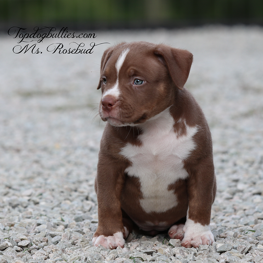 Ms Rosebud is an ABKC chocolate tri American Bully Brazillian Bull XL puppy for sale in TN