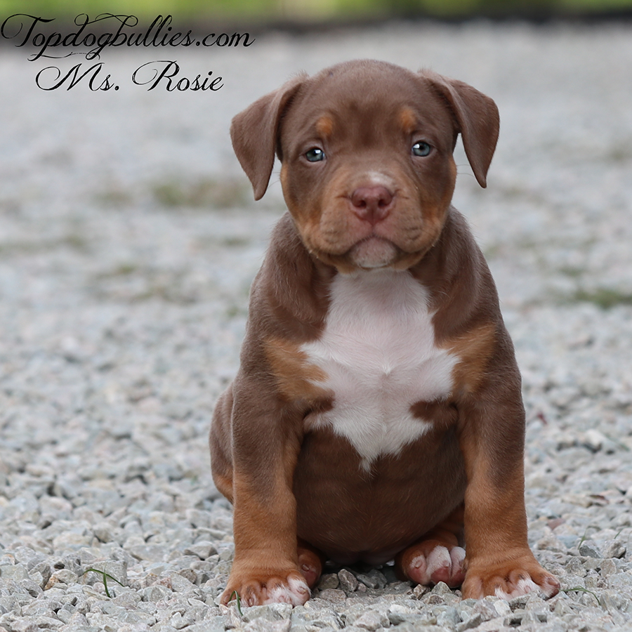 Ms Rosie is an ABKC chocolate tri XL Bully for sale or adoption in Texas