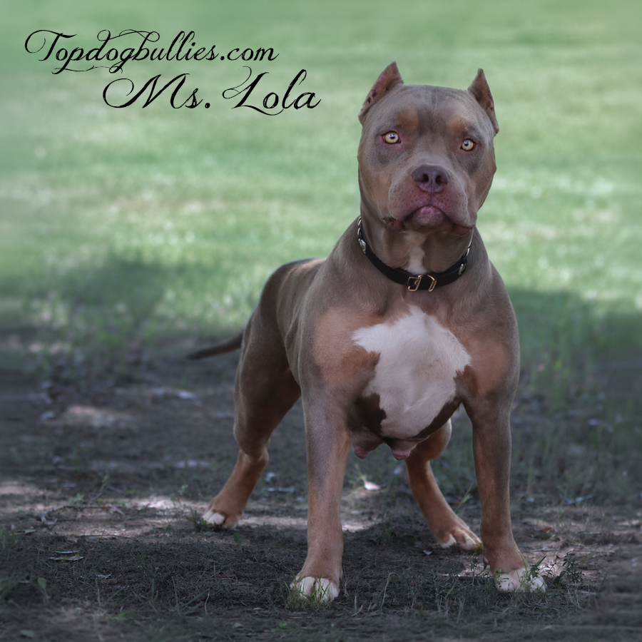 Read more about the article Lola