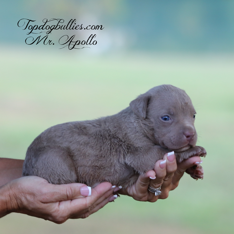 Mr Apollo is a lilac tri XXL Bully Pitbull puppy for sale or adoption near me
