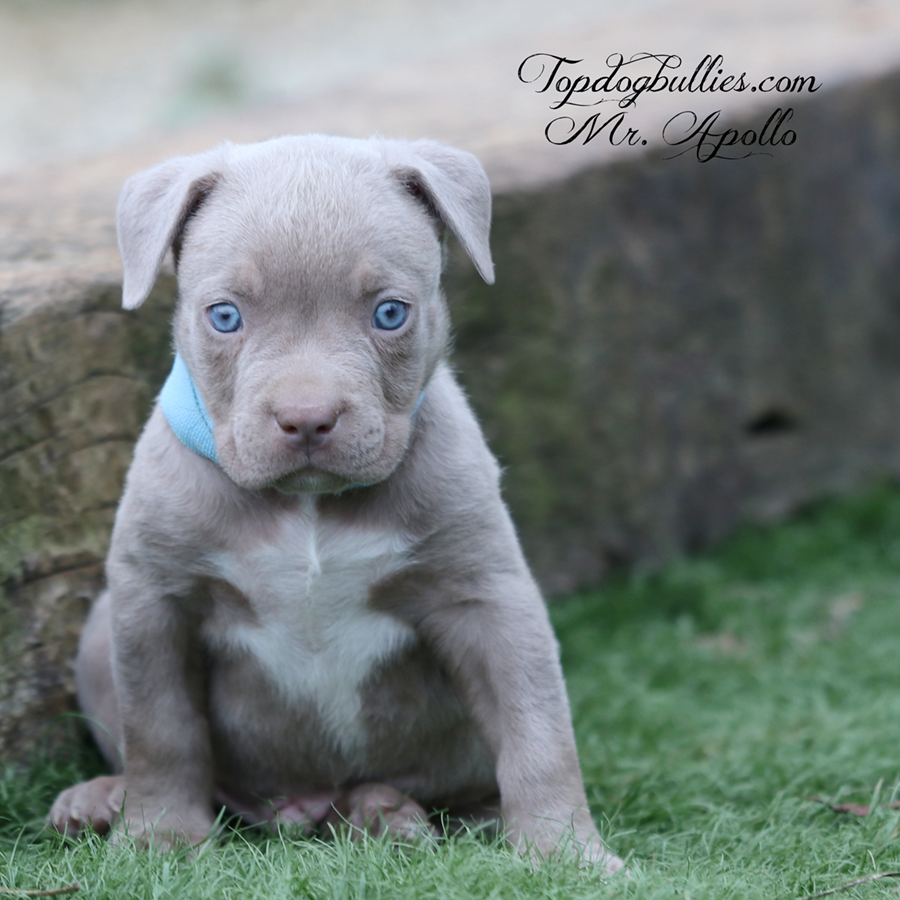 A lilac tri XL American Bully puppy with blue eyes sitting outside in his yard