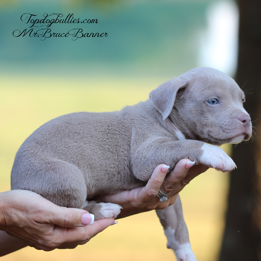 Mr Bruce Banner is a big XL Brazilian Bull puppy for sale or adoption from TN Bully kennels