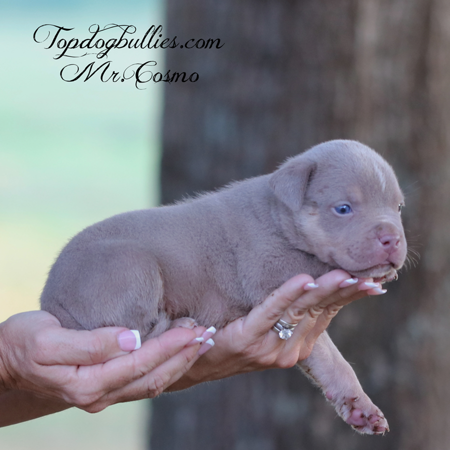 Mr Cosmo is a chocolate tri XXL Bully Pit puppy for sale near me in California