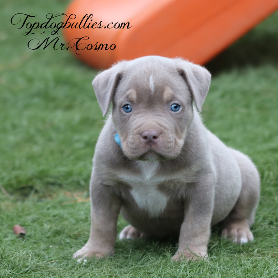 A stocky lilac tri XL Bully puppy in the play yard