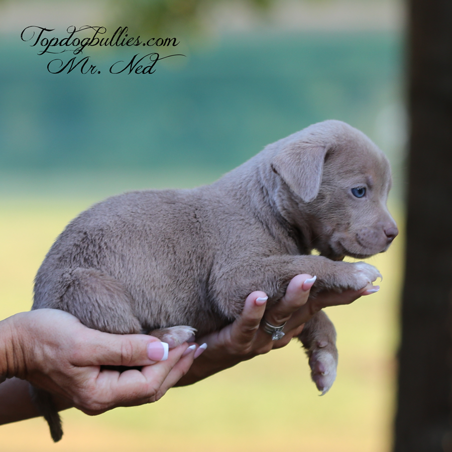 Mr Ned is a platinum lilac ghost tri XXL Bully Pitbull puppy for sale or adoption