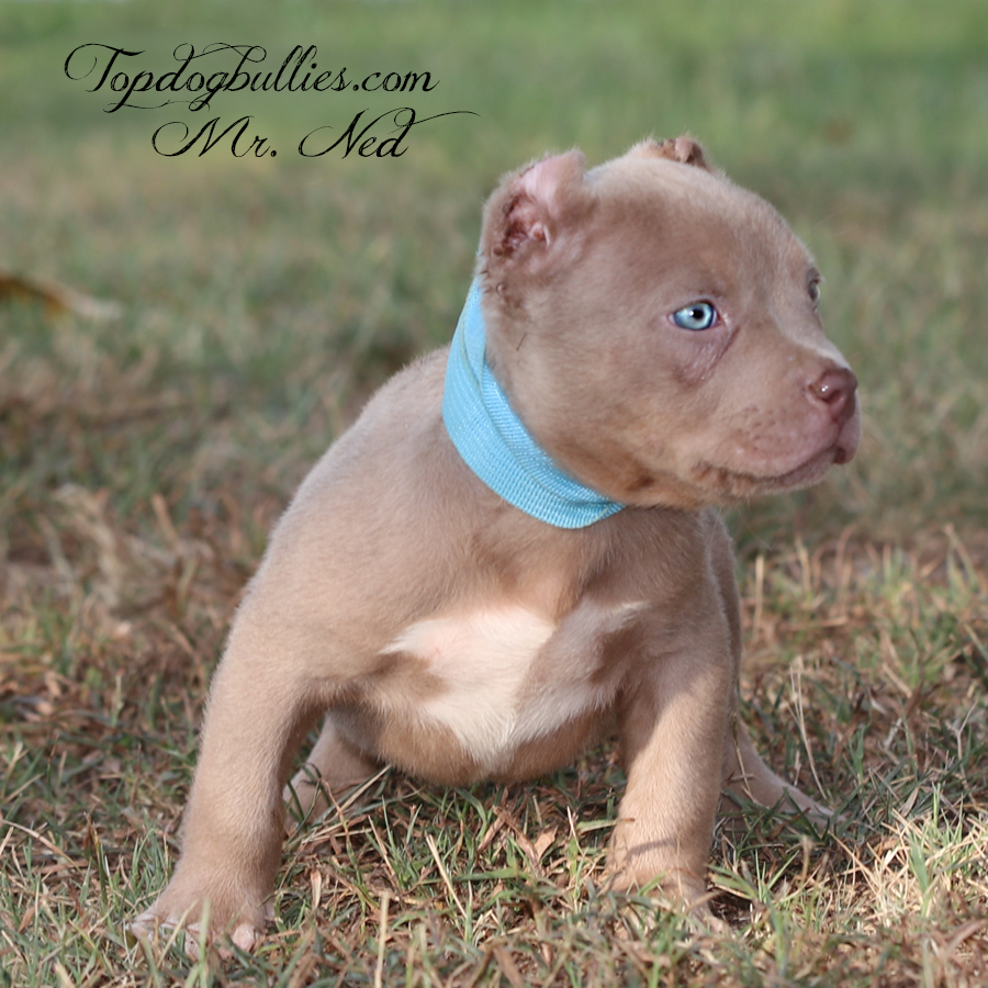 Mr Ned is a platiunum lilac ghost tri XXL Bully puppy for sale or adoption in TN