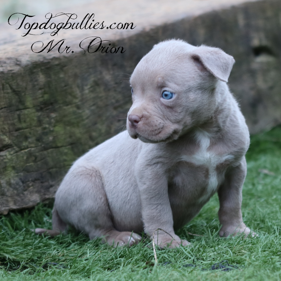 A ghost lilac tri American Bully outdoors gazing off into the yard