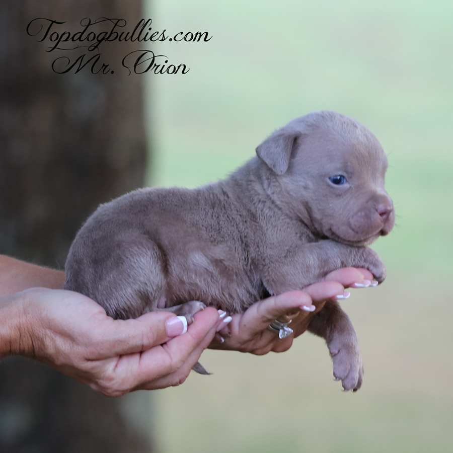 Mr Orion is a ghost lilac tri XL Pitbull puppy for sale in TN