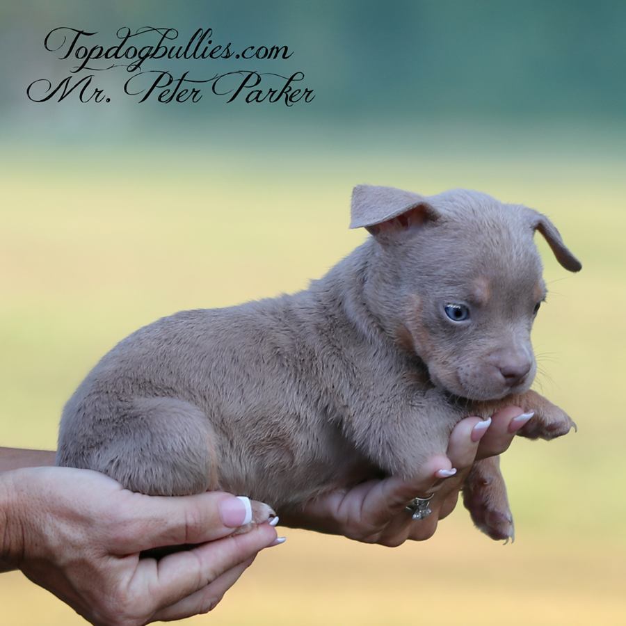 Mr Peter Parker is a lilac tricolor American Bully puppy for sale near me
