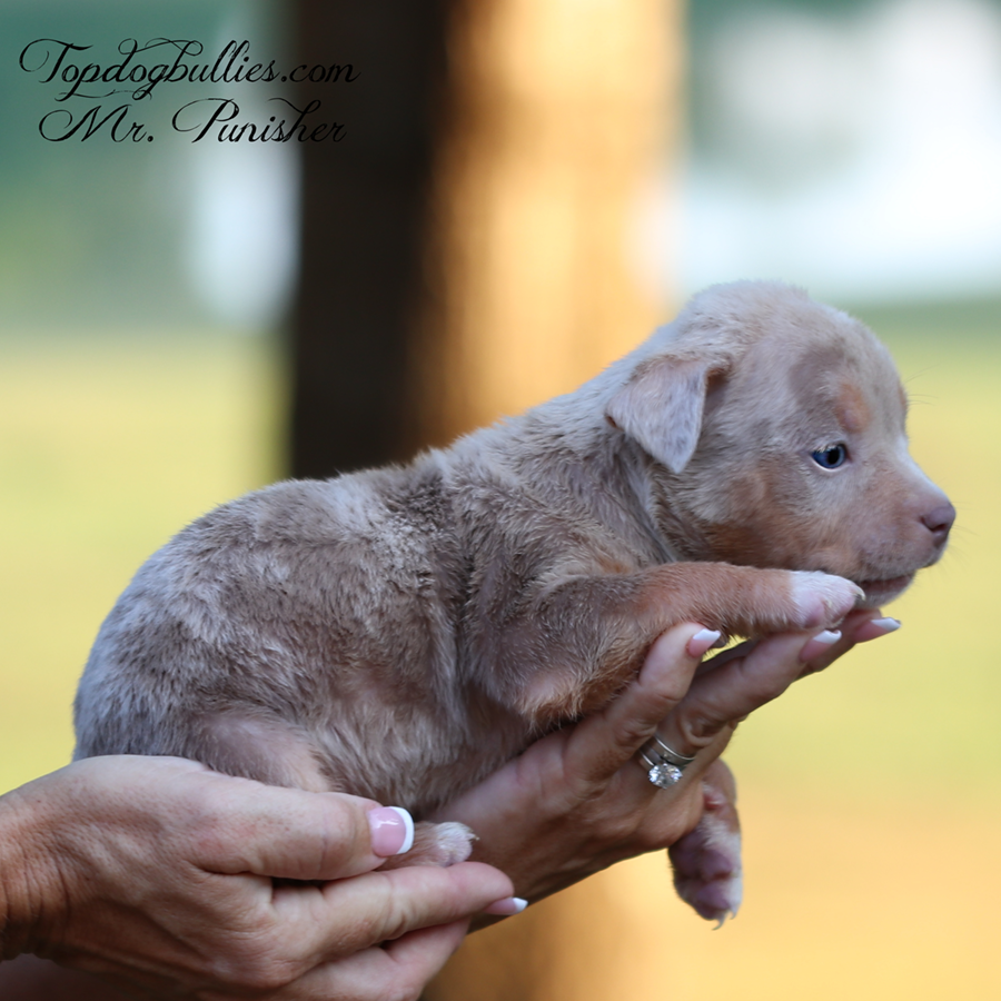 Mr Punisher is a lilac tri merle Bully XL puppy for sale in Tennessee