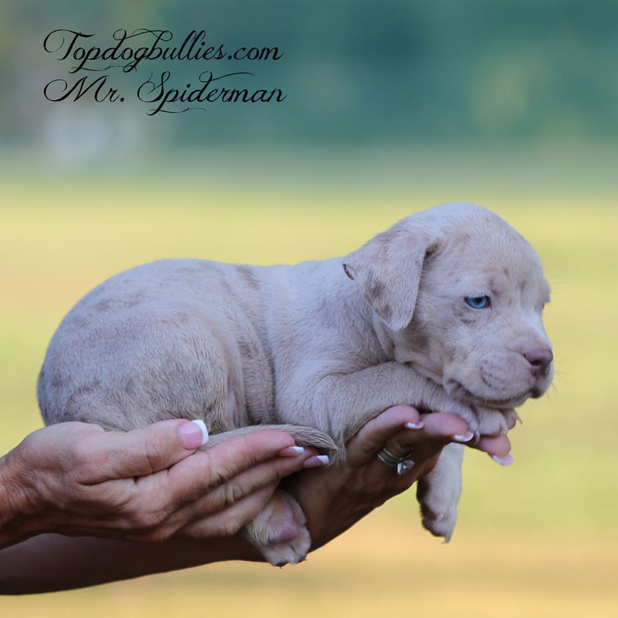Mr Spiderman is a ghost lilac merle tri XL Bully dog puppies for sale near