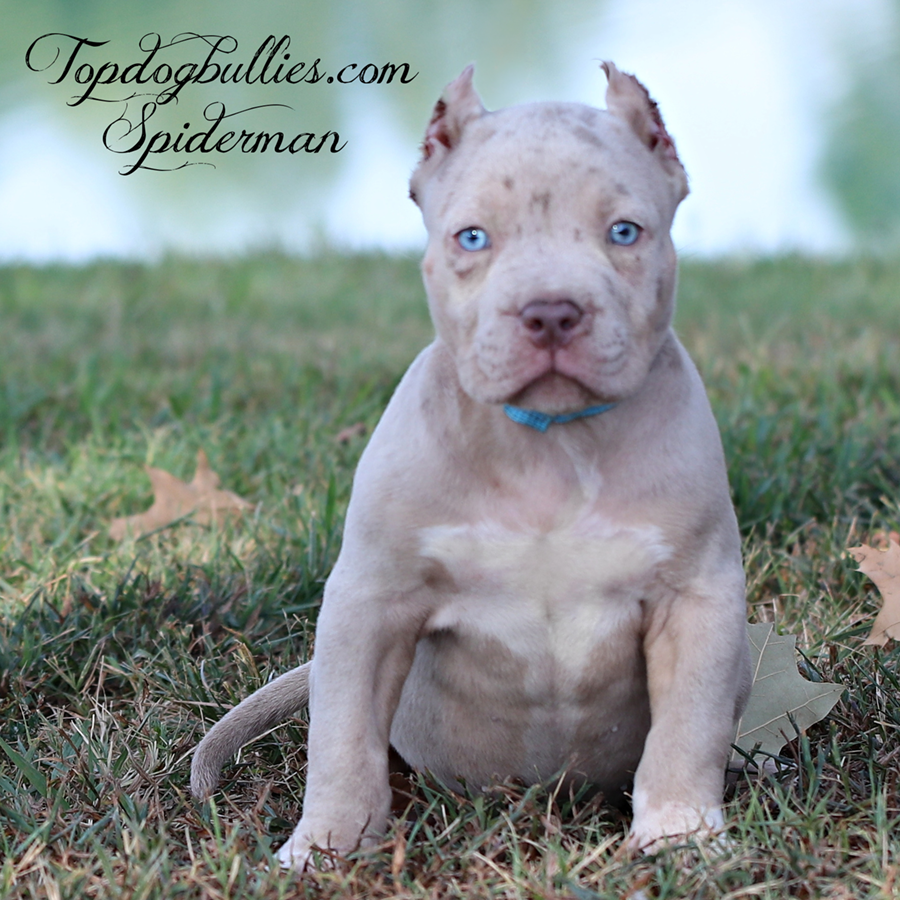 Mr Spiderman is a ghost merle lilac tri XL Bully dog for sale from Tennessee Bully breeders