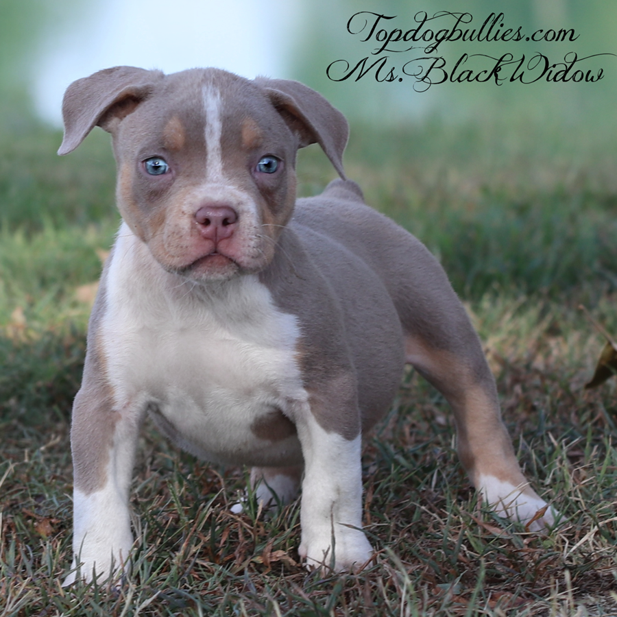 Ms Black Widow is an ABKC Brazilian Bully puppy for sale or adoption from TN XL Bully breeders