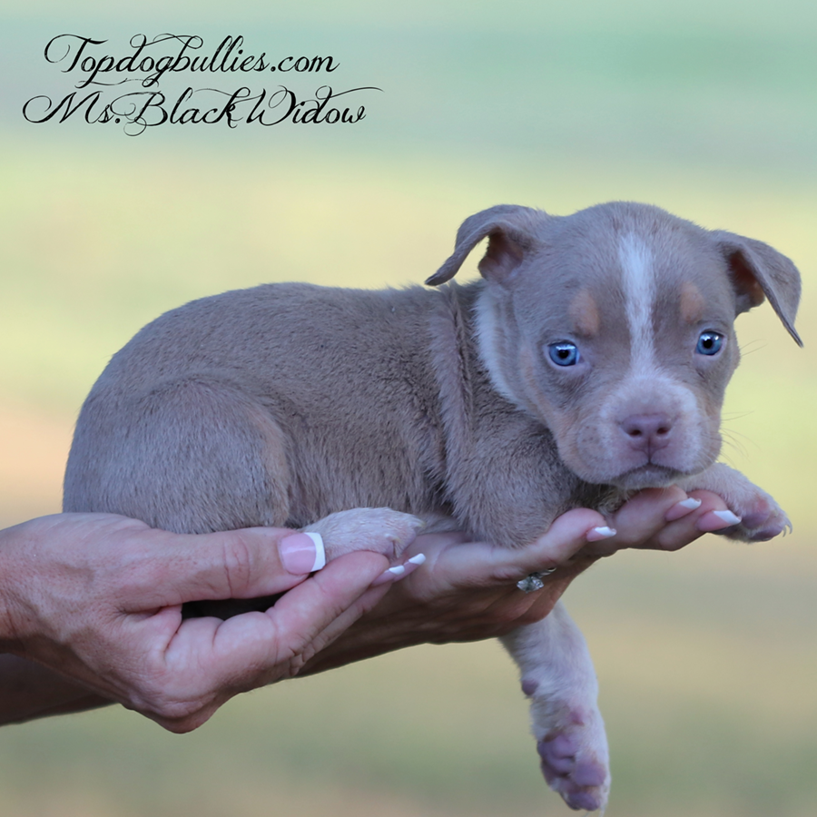 Ms Black Widow is an ABKC XL Bully Pitbull puppy for sale or adoption