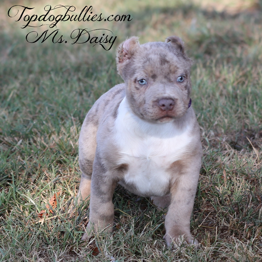 Ms Daisey is a merle lilac tri American XL Bully puppy at Topdogbullies of TN