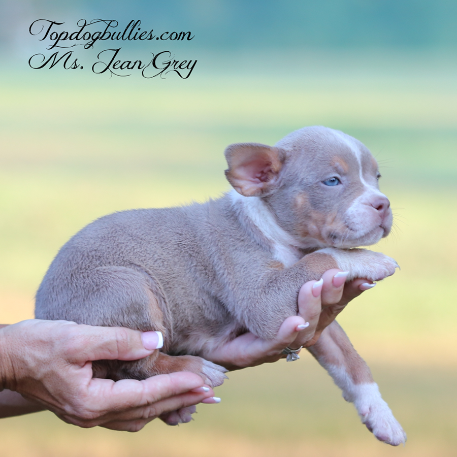 Ms Jean Grey is a lilac tricolor lilac and tan ABKC UKC XXL Bully Pitbull puppy for sale in TN
