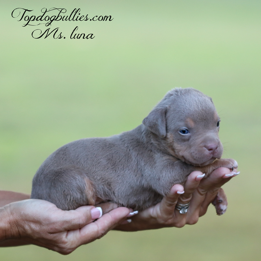 Ms Luna is a lilac tri XL Pitbull Bully for sale near me