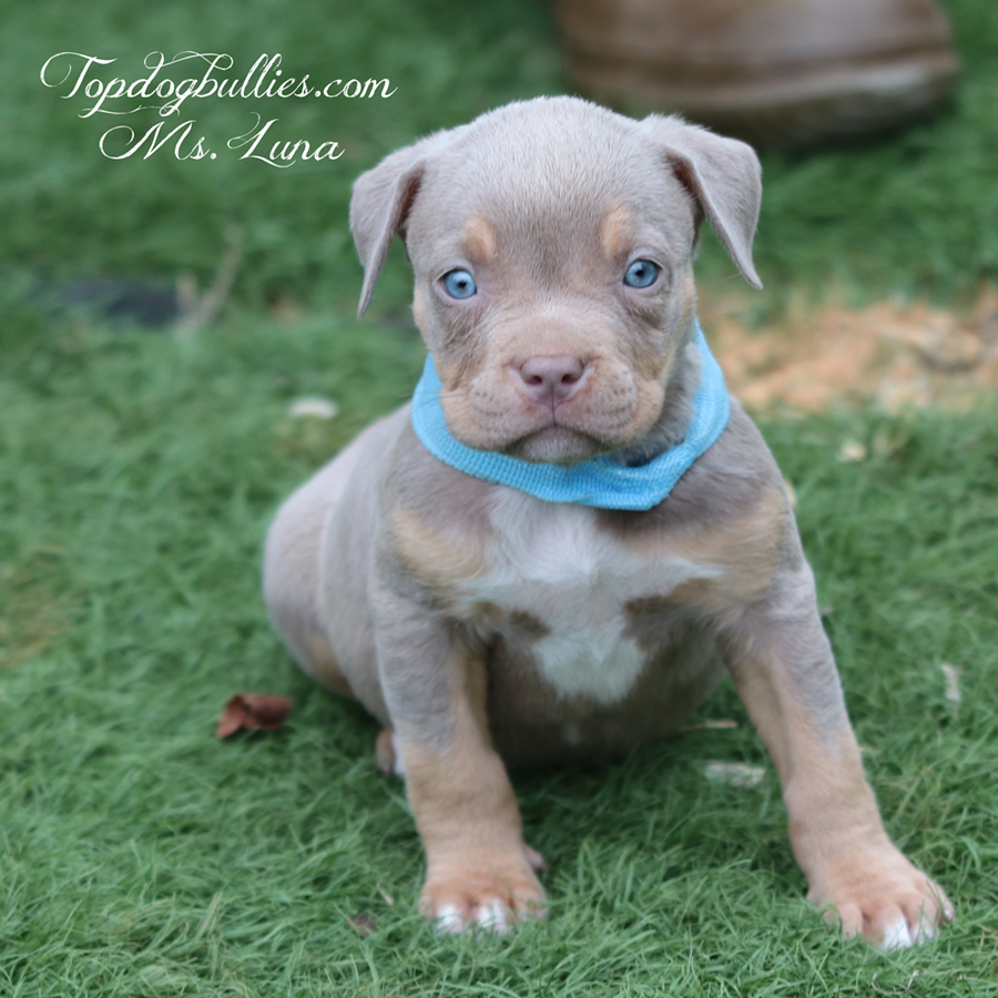A very big female UKC XL American Bully with blue eyes