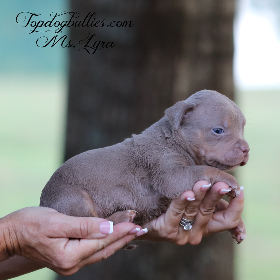 Ms Lyra is a lilac tri XL Bully for sale or adoption near me