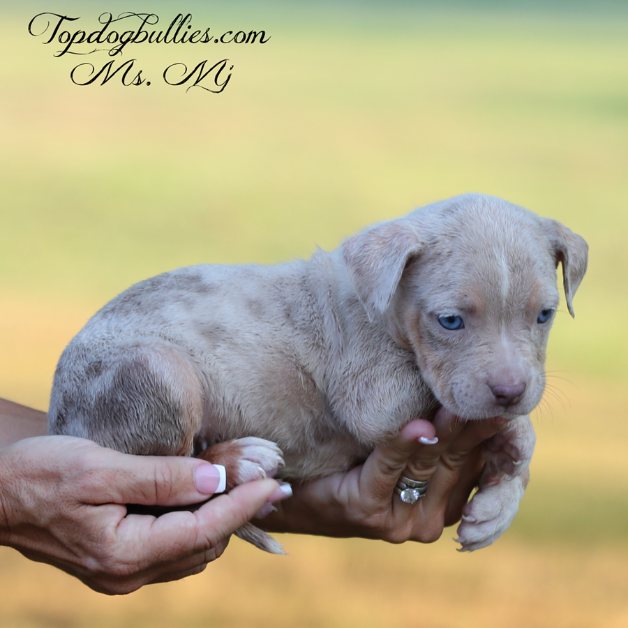 Ms MJ is a lilac merle tri American Bully XL Puppy for sale in TN