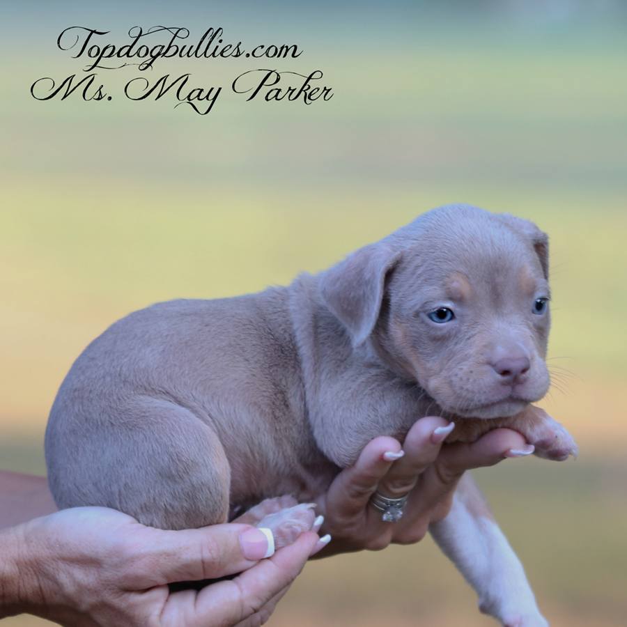 Ms May Parker is a big extra large lilac tri ABKC XL American Bully Pitbull puppy for sale in Tennessee