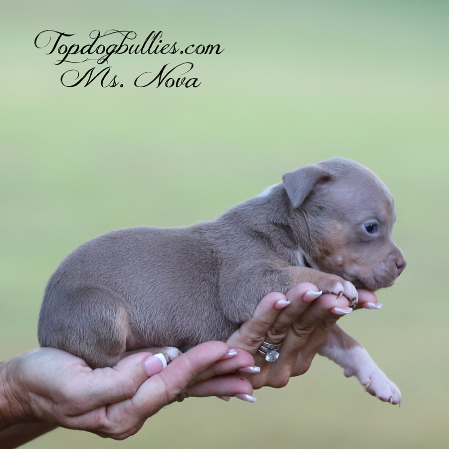 Ms Nova is a lilac chocolate tri XL Bully female puppy fir sale from TN Bully breeders