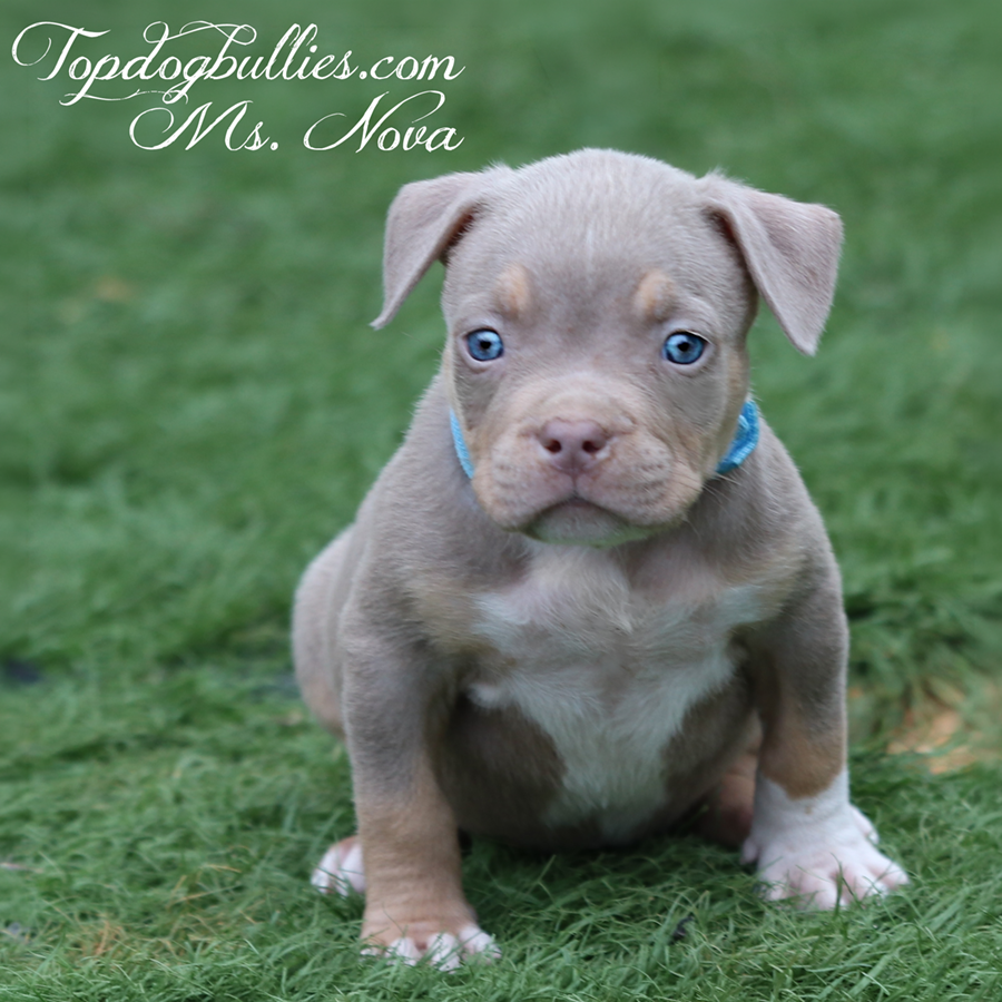 A beautiful female ABKC American Bully puppy with a lilac coat and blue eyes
