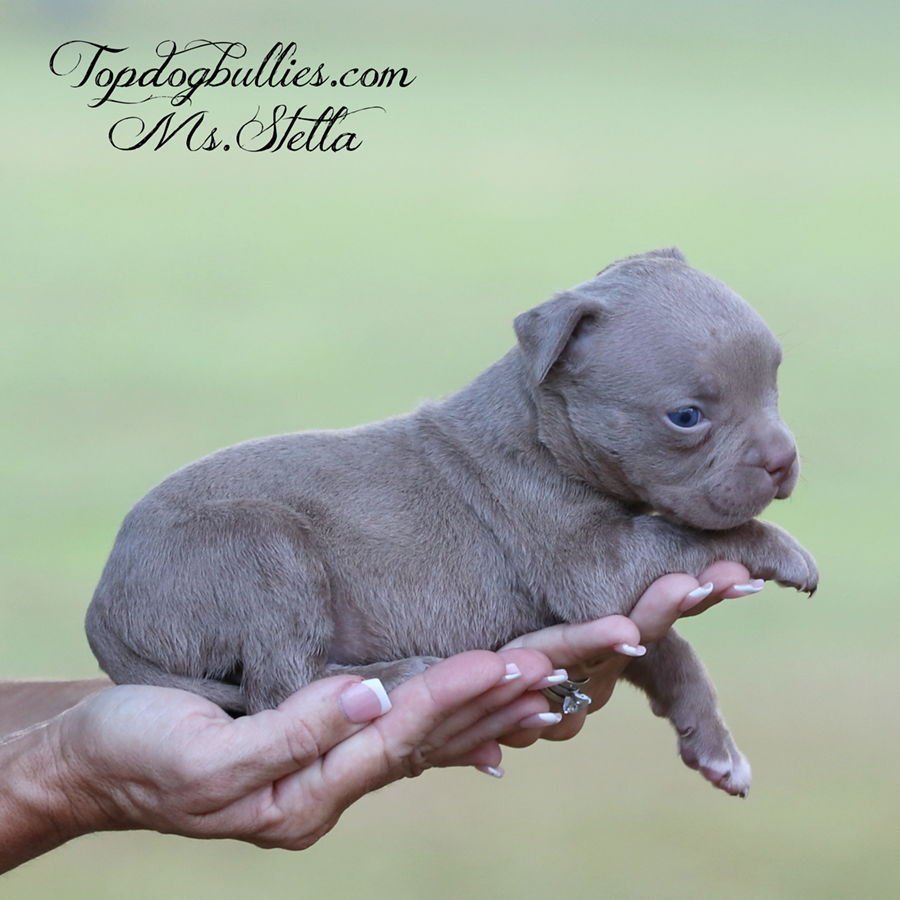 Ms Stella is a lilac tri ABKC XL Bully Pitbull for sale in Tennessee