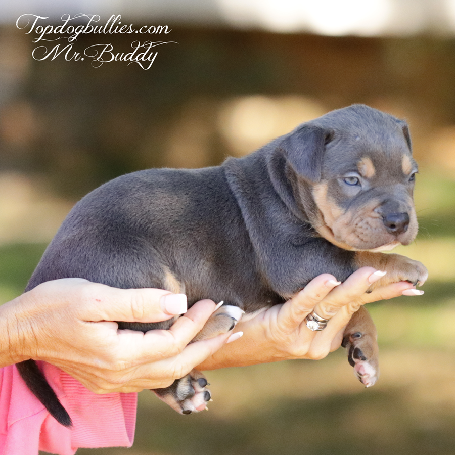 Mr Buddy is an ABKC UKC blue tri xl american bully dog for sale in Tennessee