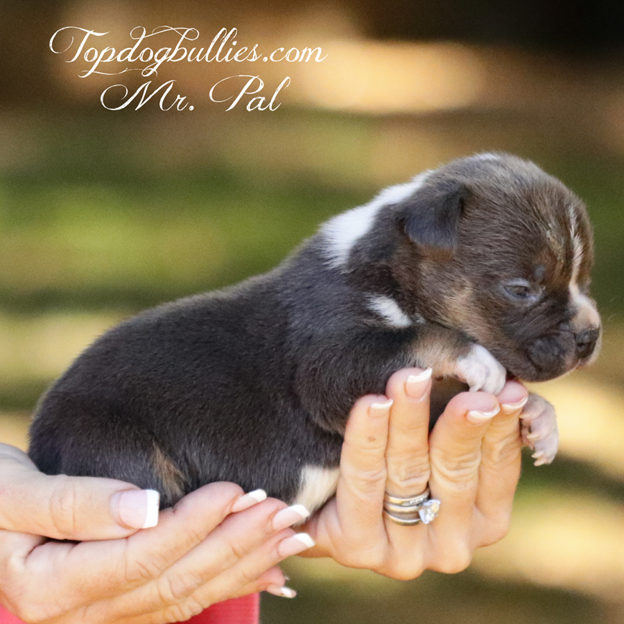 Mr Pal is an ABKC UKC blue tri American Bully XL puppy for sale or adoption near Tennessee