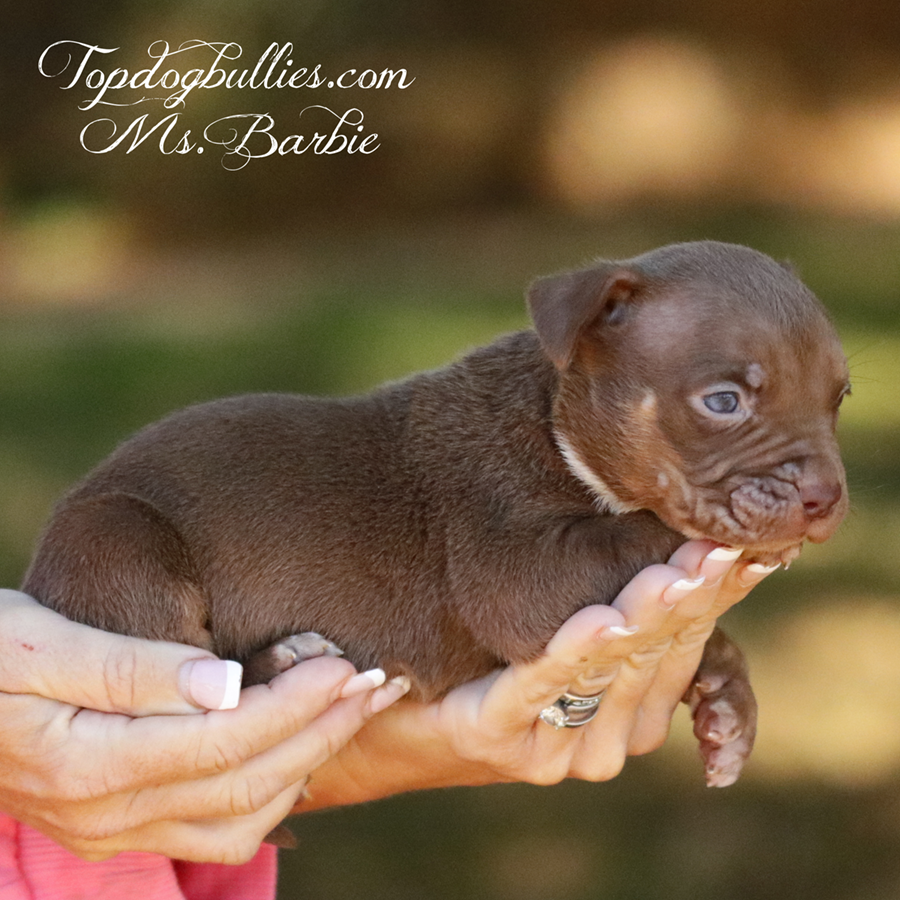 Ms Barbie is a flashy vivid ABKC UKC chocolate tri XL American Bully dog puppy for sale in TN