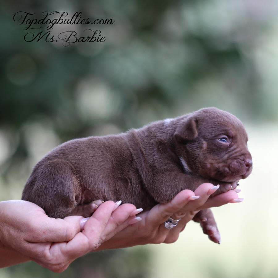 Mr Ken is a silver lilac tri XL Bully puppy for sale or adoption from Topdogbullies of TN