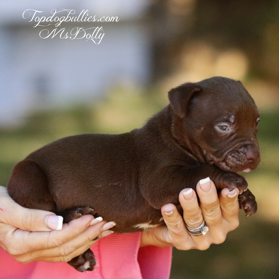 Ms Dolly is an ABKC ghost chocolate tri XL Bully dog for adoption in TN