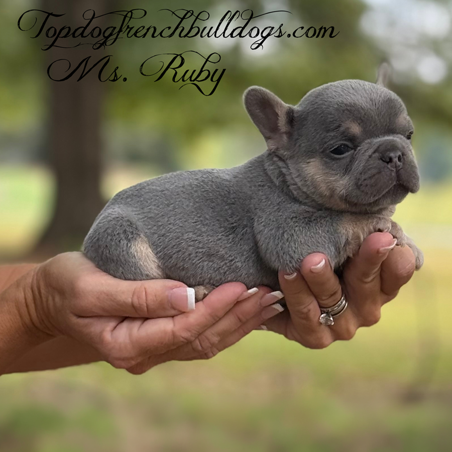 Ms Ruby is a lilac and tan (lilac tri) Frenchie for sale from Tennessee French Bulldog breeders Topdog French Bulldogs