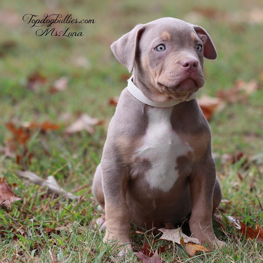 A lilac tri American Bully sitting and enjoying the fall air