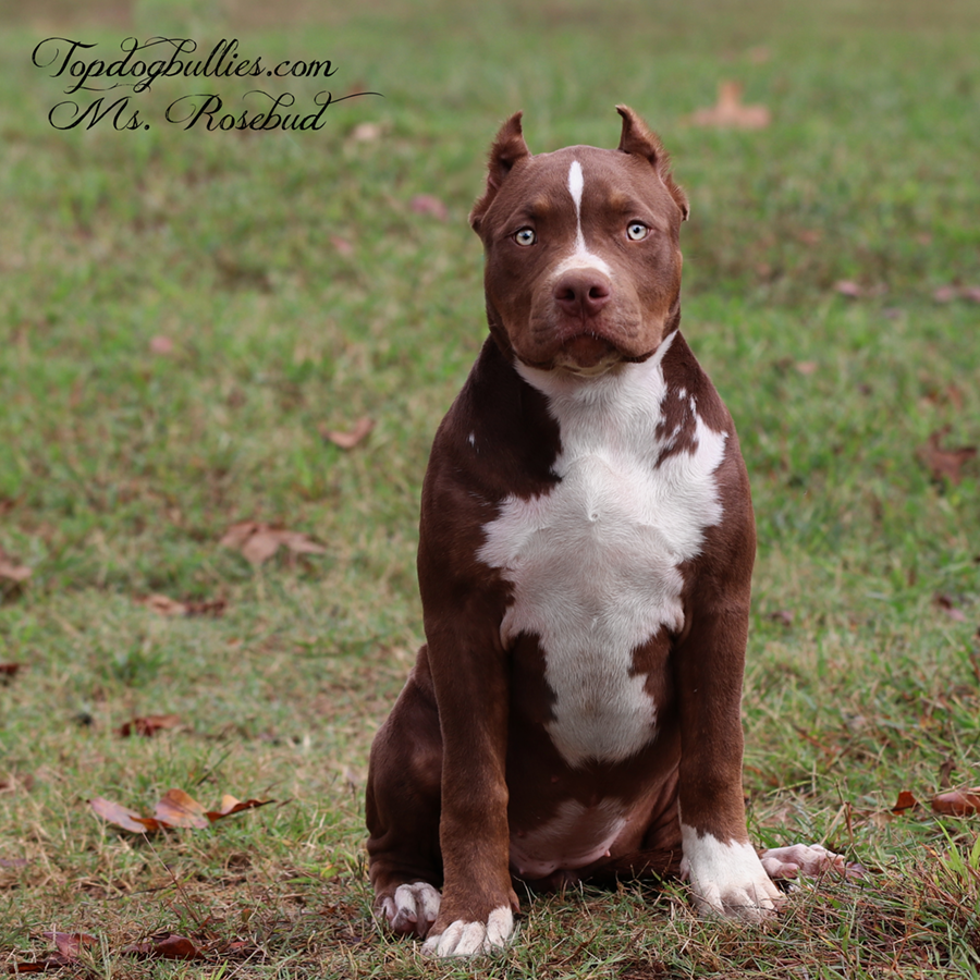 An XXL Bully puppy with a chocolate tri coat color