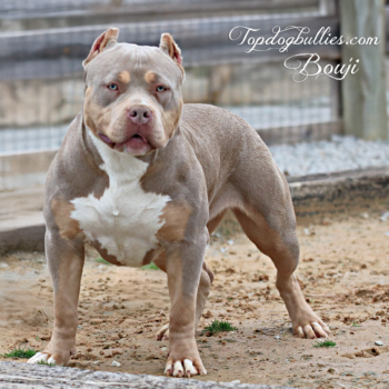 Topdogbullies Boujie is a stunning lilac tri XL Bully female at our XXL American Bully kennels