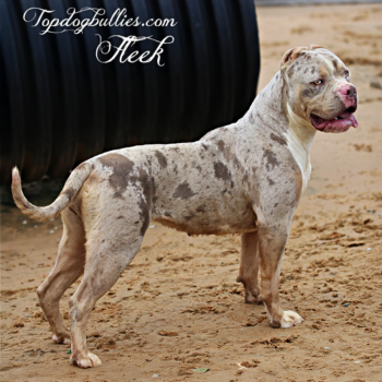 Topdogbullies Fleek is a stunning lilac tri merle Xl American Bully female at our XXL Bully XXL Pitbull breeding kennel