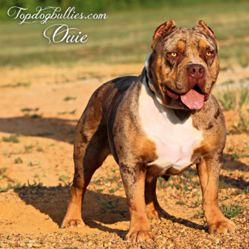 Topdogbullies Ouie is a chocolate tri merle female XXL Pitbull here at our Bully breeder kennel
