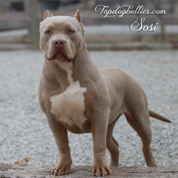 Topdogbullies Sosi is a beautiful tri lilac XXL Pitbull Bully girl at our Bully kennel