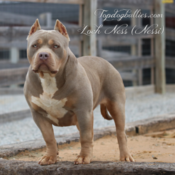 Topdogbullies.com Ms Loch Ness Nessi is a lilac tri thick and XL Bully XXL Pitbull at our Bully kennel in Texas