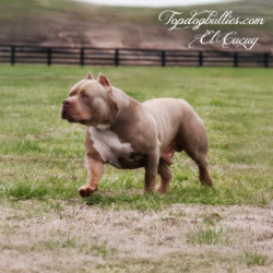 Topdog Bullies Bad Boy Boogie El Cucuy a direct Ace son champagne fawn XXL American Bully XXL Pitbull dog