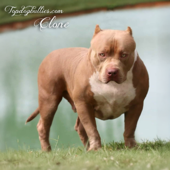 Topdog Bullies Clone is a massive, thick Show Stoppin Ace clone. He's a champagne American Bully XXL