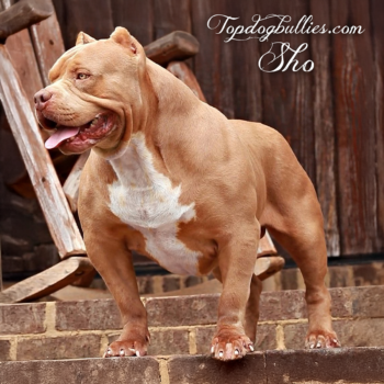 Topdogbullies Sho is a Show Stoppin Ace clone for sure. He's the direct son of RIP Ace and a champagne fawn XXL Bully Pit Bull American Bully dog